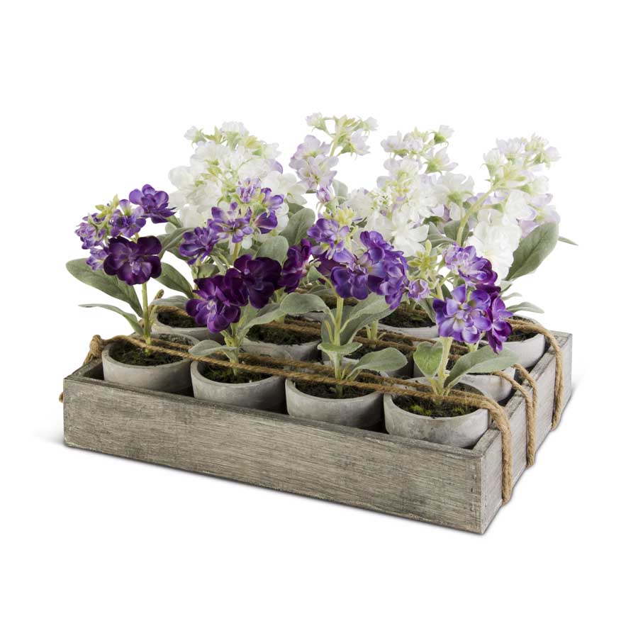 Potted Delphinium, Individual Plant (Various Colors)