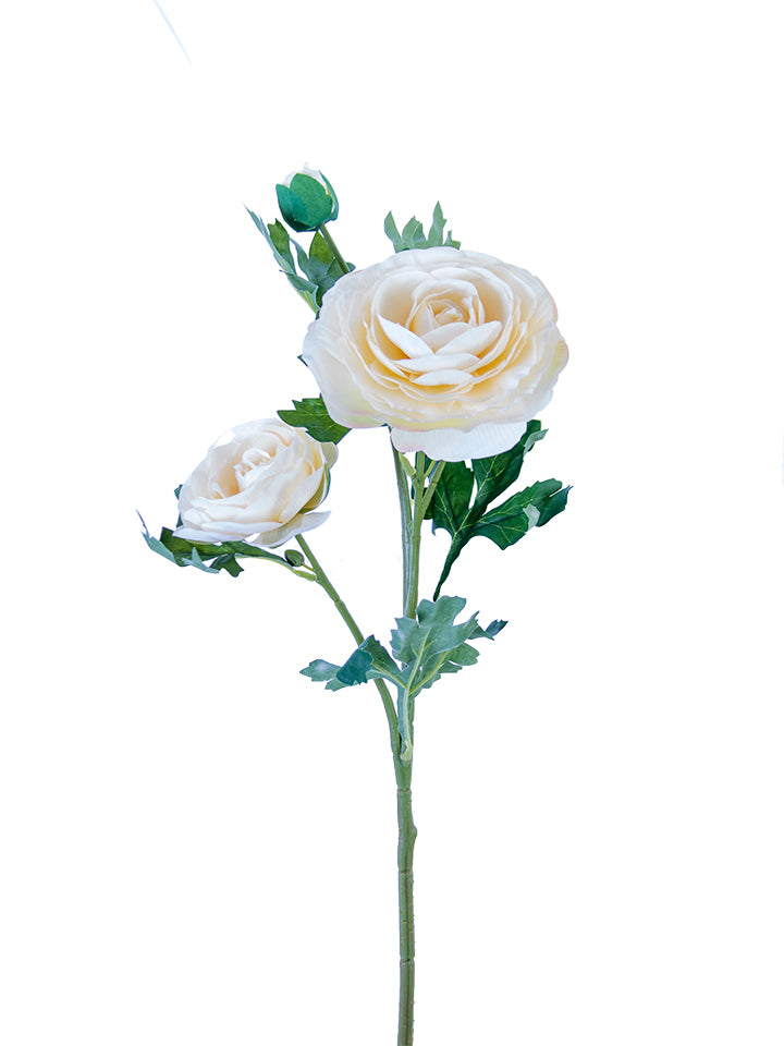 25" Italian Ranunculus, Cream
