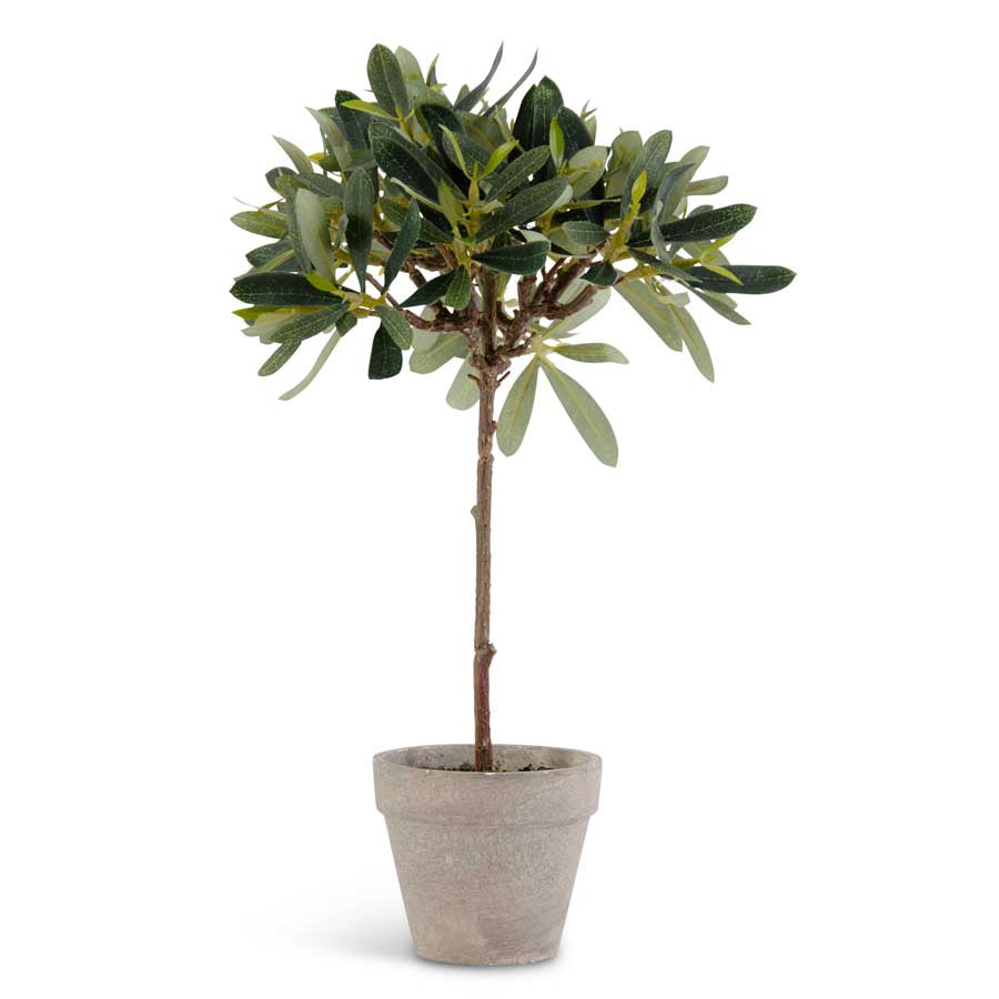14" Potted Olive Tree