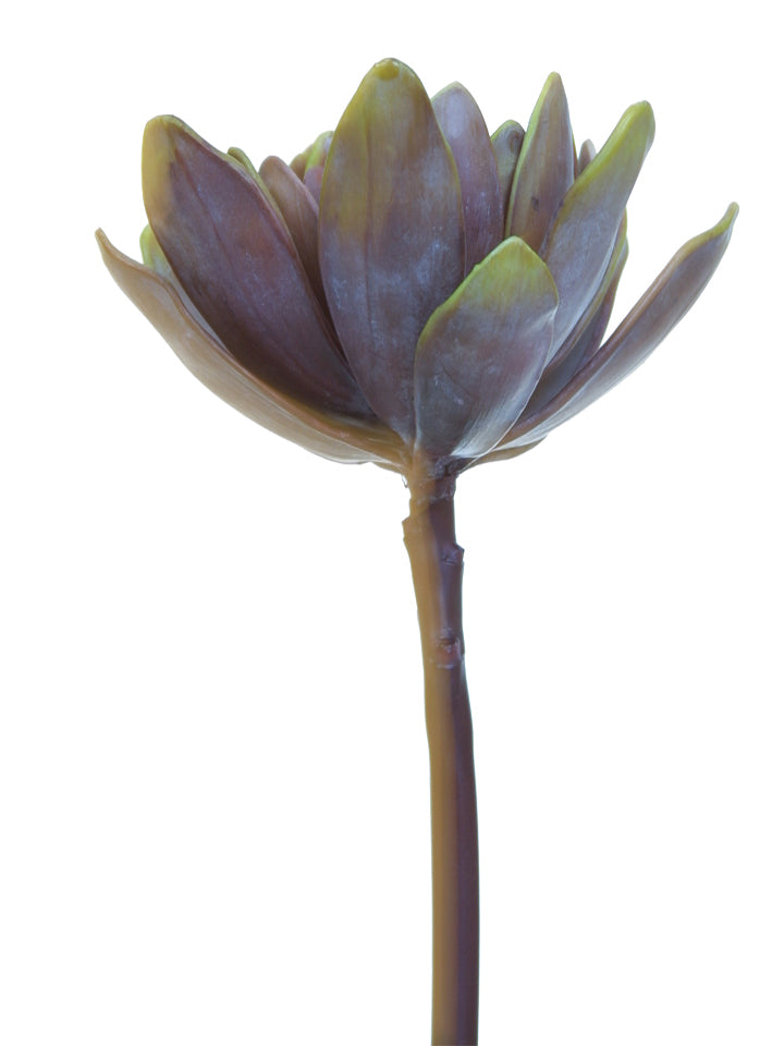 Echeveria Peacock