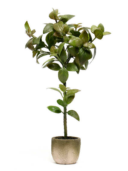 22" Potted Basil Tree