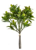 15" Privet Bundle, Green Yellow