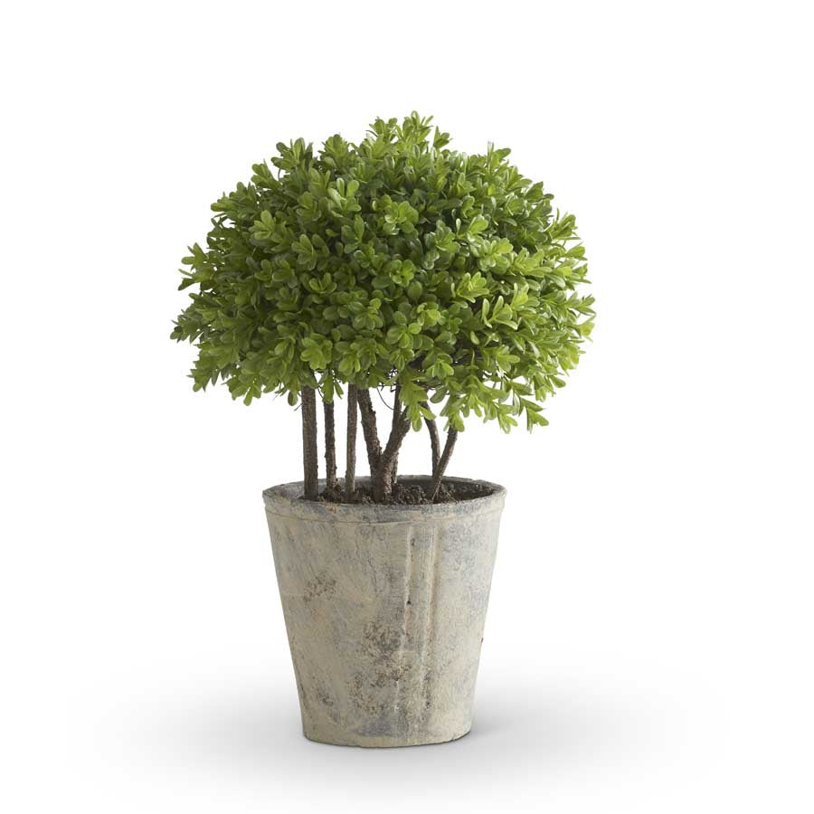 15.5" Raised Boxwood Ball in Stone Pot