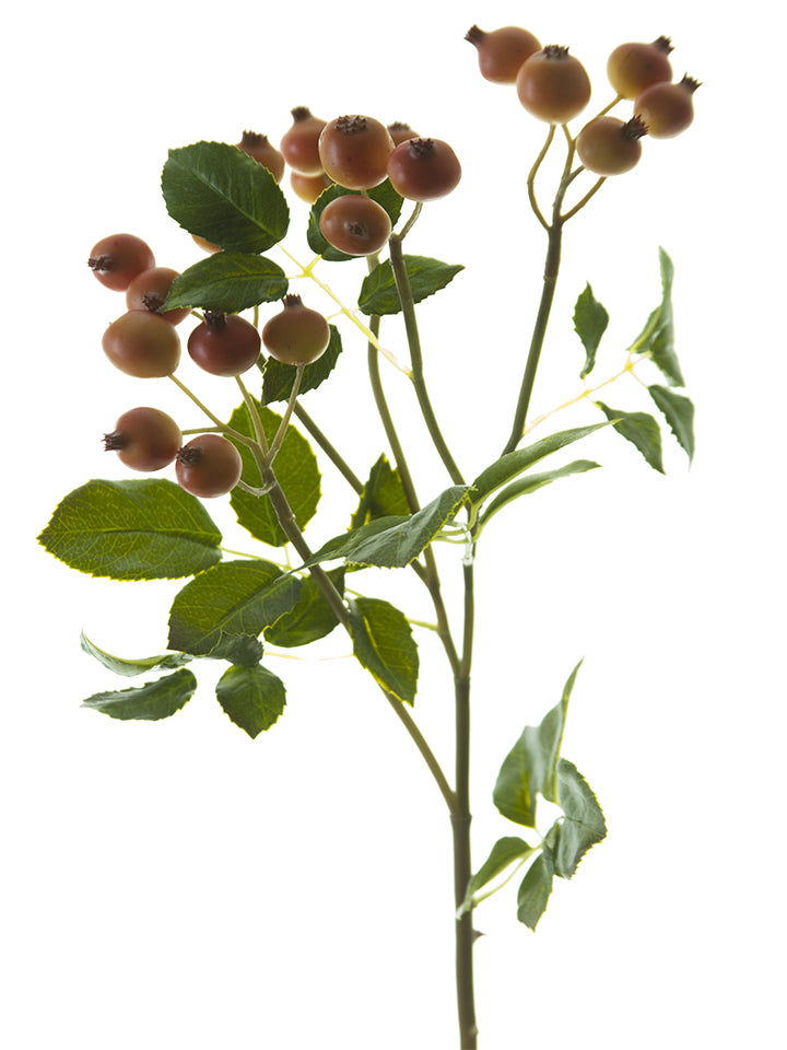 20" Rose Hip Spray, Orange