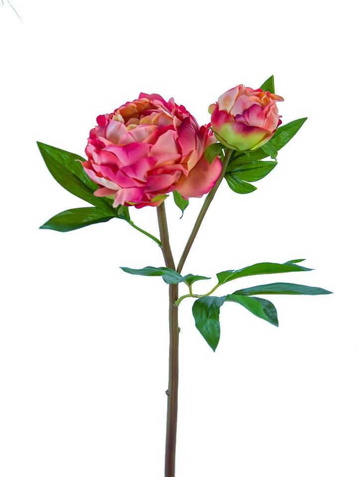 26" Heirloom Peony, Salmon