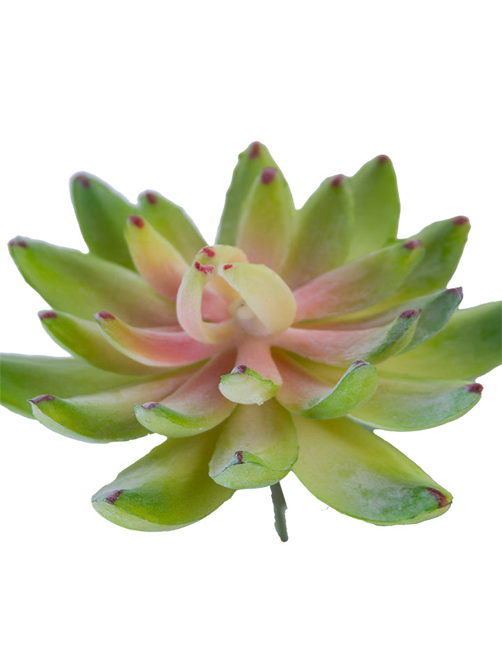 3.5" Sedeveria Pick, Green with Pink