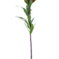 23" Leucadendron Protea, Burgundy