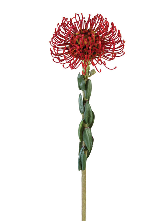 25" Protea Pincushion, Red