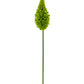 33" Eremurus Stem, Light Green