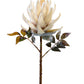 21" Protea Cream