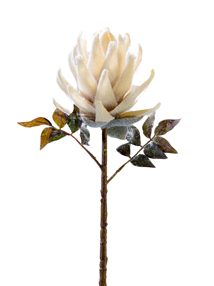 21" Protea Cream