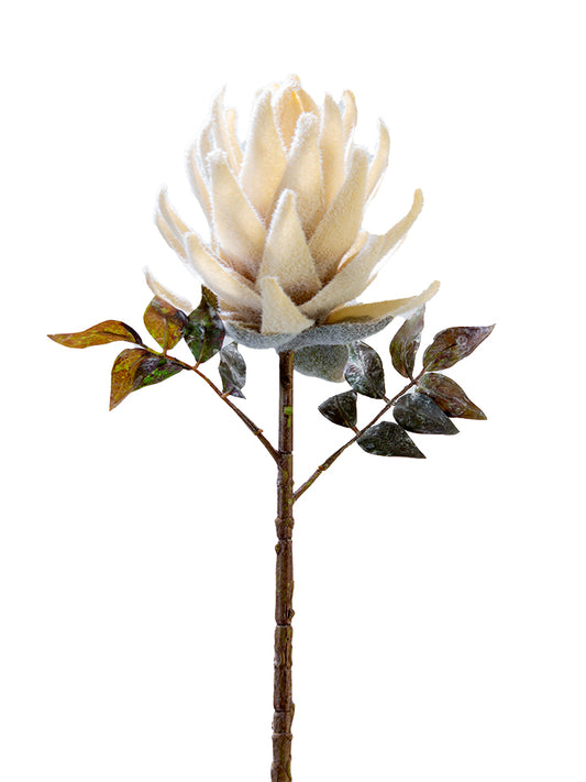 21" Protea Cream