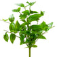 Green leafy plant on a white background