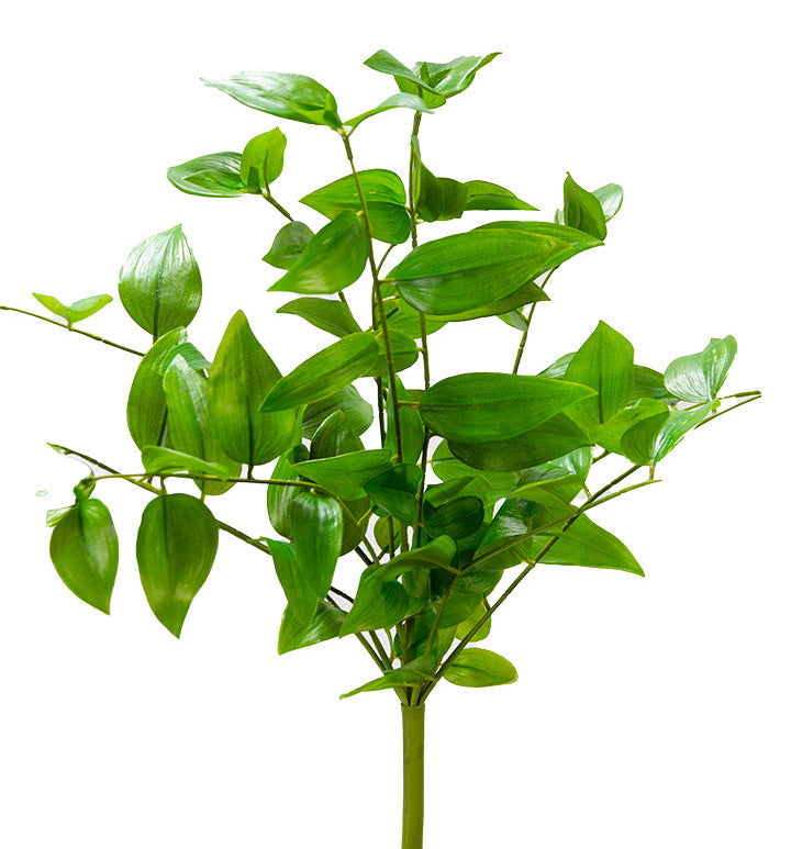Green leafy plant on a white background