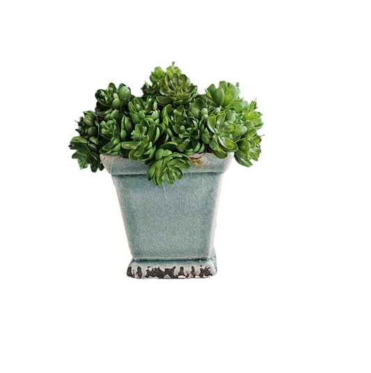 Succulent Sit Around in Teal Container