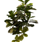 6’ Real Touch Fiddle Leaf Fig Tree