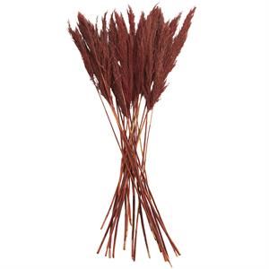 35" Dried Pampas Long Stems, Red