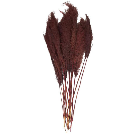 43" Dried Pampas Long Stems, Red