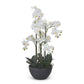 Potted white orchid plant on a white background