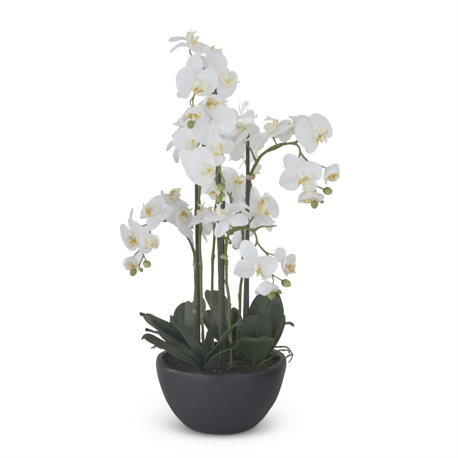 Potted white orchid plant on a white background