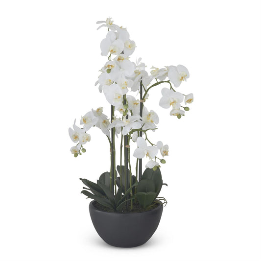 Potted white orchid plant on a white background