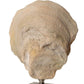 Oyster Shell Sculptures (Various Sizes)