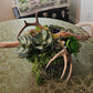 Antler And Succulent Centerpiece