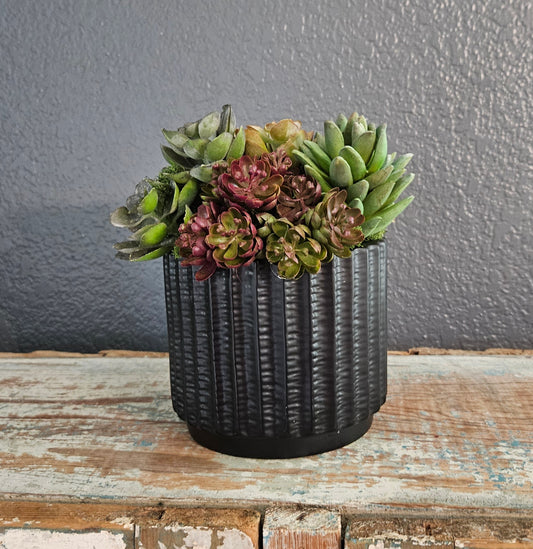 Succulents In Black Container