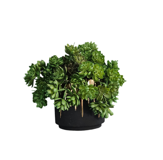 Succulents In Black & Gold Container