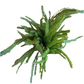 20" Norfolk Bundle, Dark Green