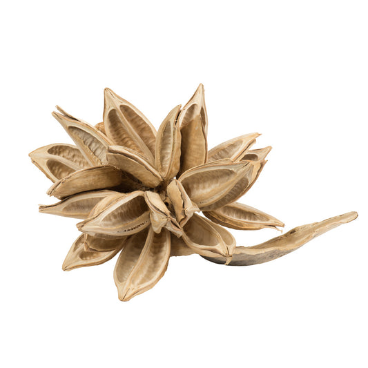 12-16" Bleached Star Pod