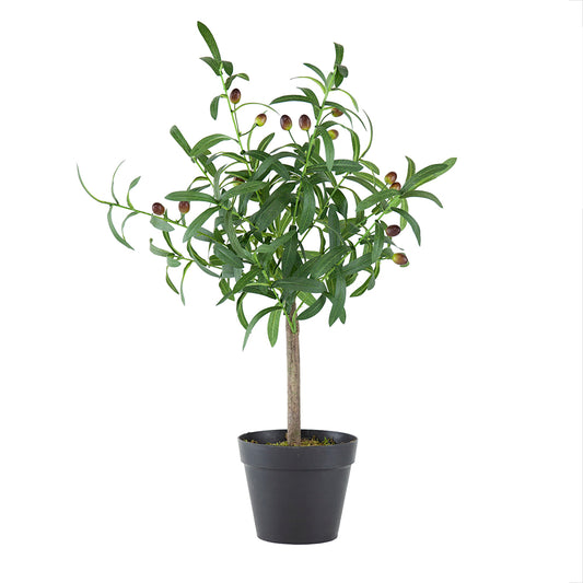 26" Olive Tree