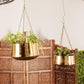 Golden Nest Hanging Planter (Various Sizes)
