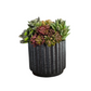 Succulents In Black Container