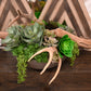 Antler And Succulent Centerpiece