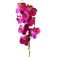 24" Phalaenopsis Orchid, Fuchsia
