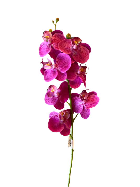 24" Phalaenopsis Orchid, Fuchsia