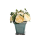 Cream Ranunculus Sit Around