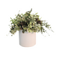 Mixed Greenery In White Container