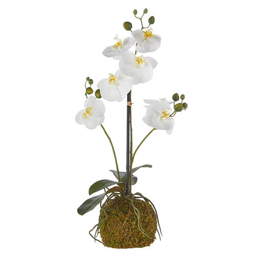 23.75" Real Touch White Orchid w/ Moss Ball