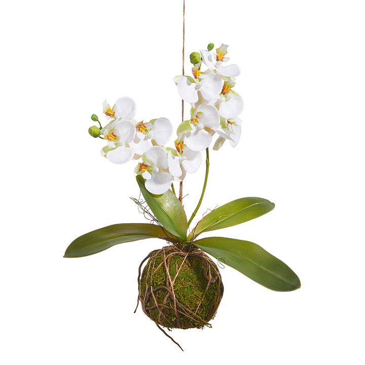 15" Real Touch White Orchid w/ Moss Ball