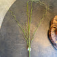 48" Curly Willow, Brown/Green