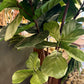 6’ Real Touch Fiddle Leaf Fig Tree