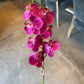 24" Phalaenopsis Orchid, Fuchsia