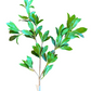 25" BUCKEYE TREE BRANCH