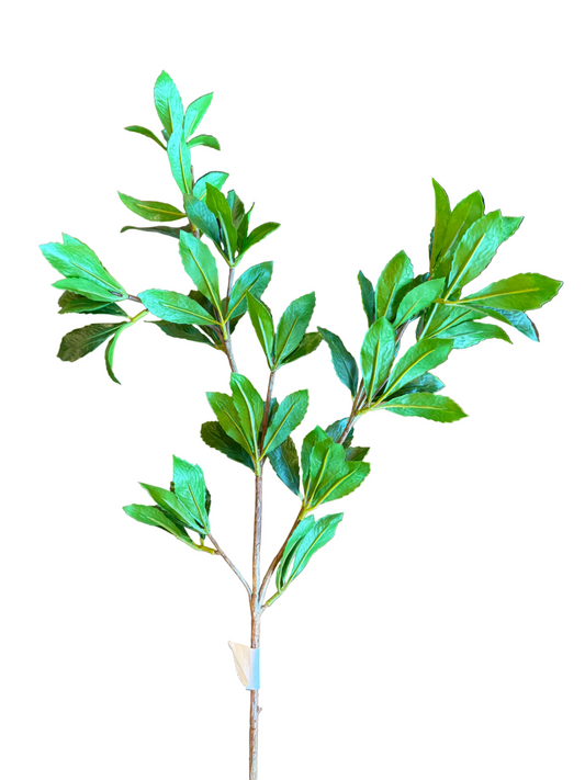 25" BUCKEYE TREE BRANCH