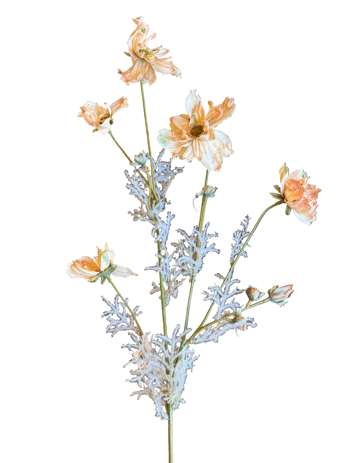 Dried Cosmos, Peach
