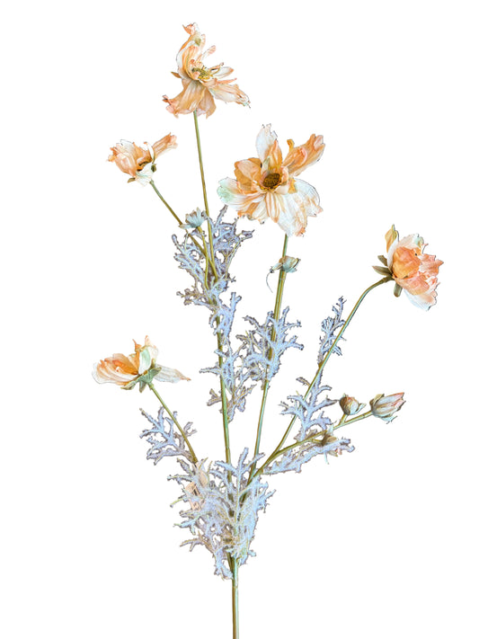 Dried Cosmos, Peach