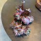 41" Burgundy w/ Green Eva Spike Ball Spray