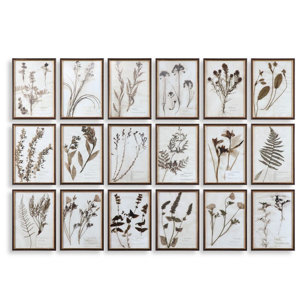 Set of framed botanical prints on a white background